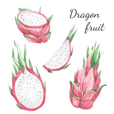 Suluboya yaz egzotik tropikal meyveler koleksiyonu. Beyaz arka planda elle boyanmış ejder meyvesi. Tasarım için bitkisel illüstrasyon, dolgu için baskı, poster, şablon, kartvizit.