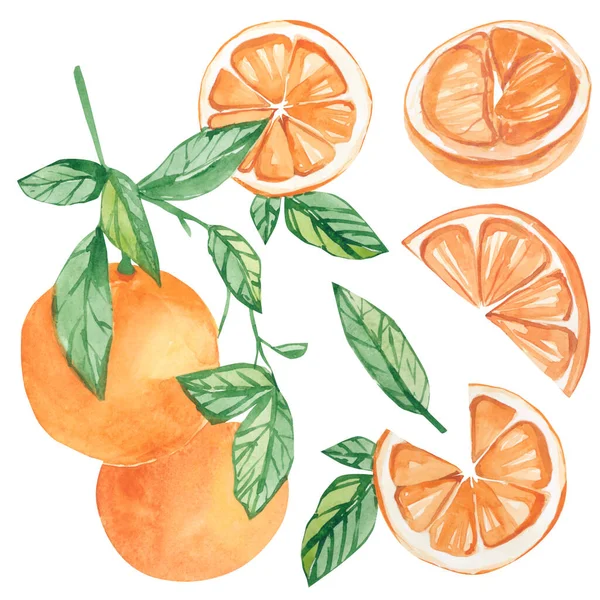 Suluboya izole edilmiş botanik çizimi. Düğün için portakallı şube, tebrik kartları, duvar kağıtları, arka planlar