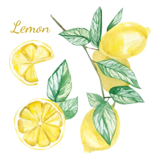 Suluboya yaz koleksiyonu limon, limon ve dilim seti. El boyası limon meyvesi ve beyaz arka planda izole edilmiş dilimler. Tasarım için bitkisel illüstrasyon, dolgu için baskı, poster, şablon.