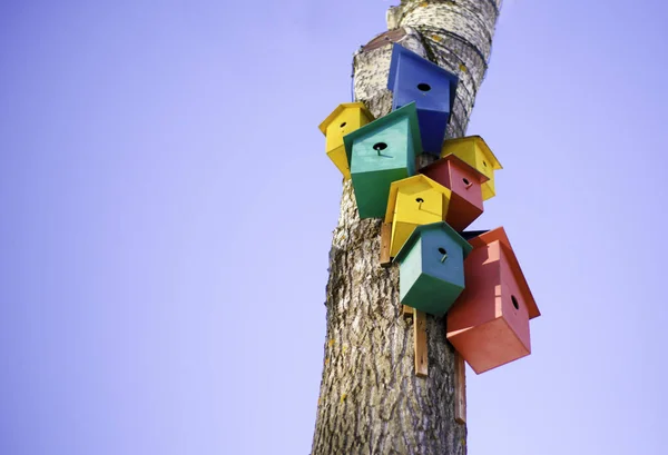 Direita Fundo Céu Azul Muitas Casas Coloridas Para Pássaros Árvore — Fotografia de Stock