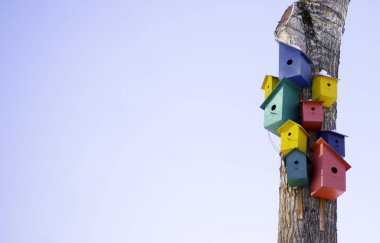 Ağaçtaki renkli gökkuşağı evleri: kuş topluluğu, kuşlar için üç sarı ev, kuşlar için iki pembe ev, kuşlar için iki yeşil ev. Mavi gökyüzünün arka planında. 