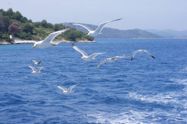 Croatian Islands and the Mediterranean Sea