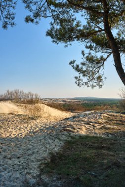 Curonian salyası, Nida, Klaipeda, Litvanya 'daki İskandinav kum tepelerinin gün batımı görüntüsü