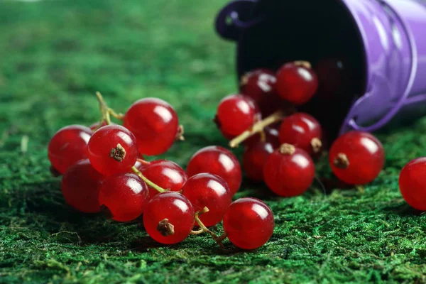 Lying bucket of fresh red currant on green grass extreme close up. Horizontal image — Stock Photo, Image