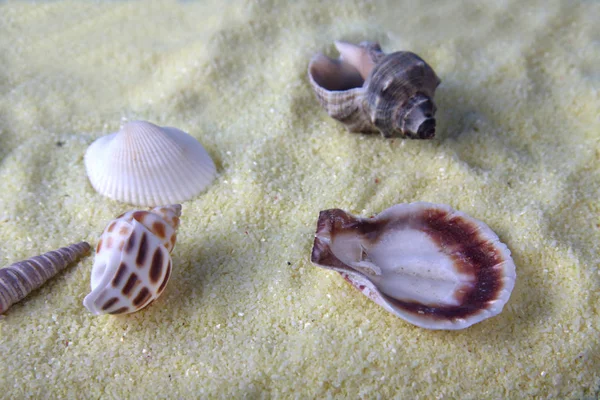 Seashells Sand Close Flat Lay Sea Concept Image Contains Copy — Stock Photo, Image