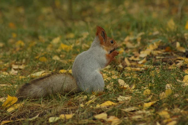 Cute Squirrel Eating Grass Autumn Park — Stockfoto