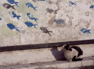 Bir dükkanın duvarındaki balık desenine bakan küçük bir kedi.