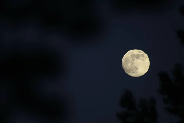 Luna Llena Oscuro Cielo Nocturno Con Ramas Árboles Primer Plano —  Fotos de Stock