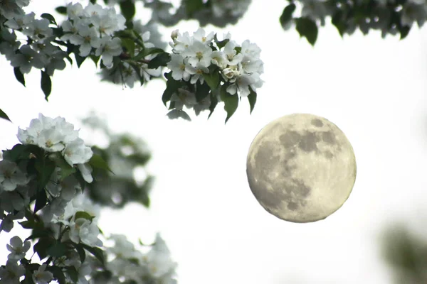 Luna Llena Cielo Noche Con Manzano Flor Primer Plano Imagen —  Fotos de Stock
