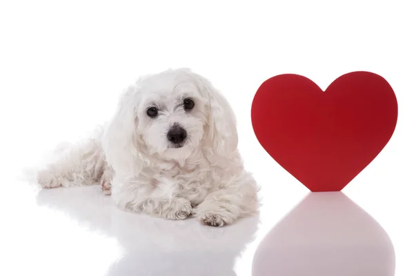 Maltese hond met rood hart van Valentine permanent en kijken in de camera — Stockfoto