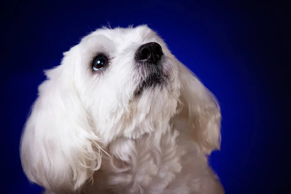 Closeup portret van maltese hond opzoeken op blauwe achtergrond — Stockfoto