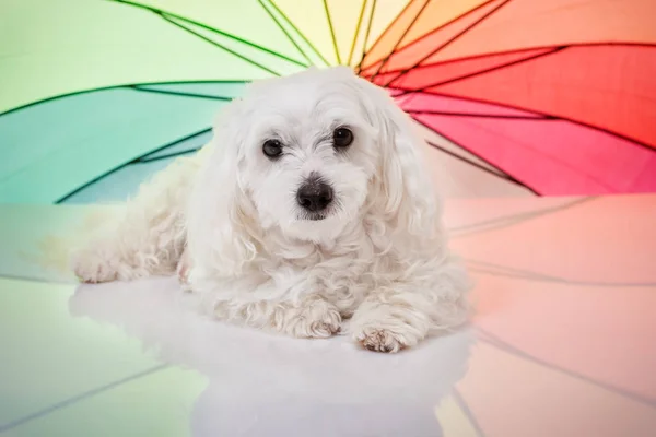 Witte Maltese hond liggen en kijken in de Camera — Stockfoto