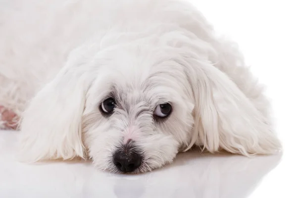 Closeup witte maltese hond liggen en met droevige ogen op zoek opzij — Stockfoto