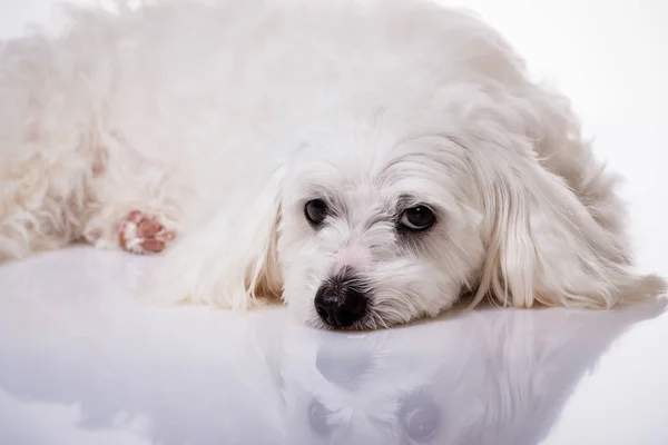 特写白色躺的马尔济斯犬和 lookind 在相机 — 图库照片