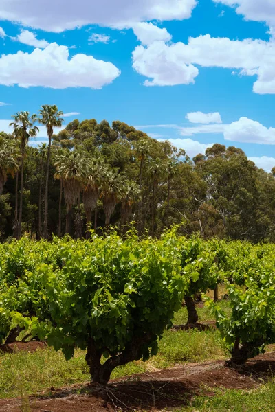 Righe di vigneti con cielo blu in primavera — Foto Stock