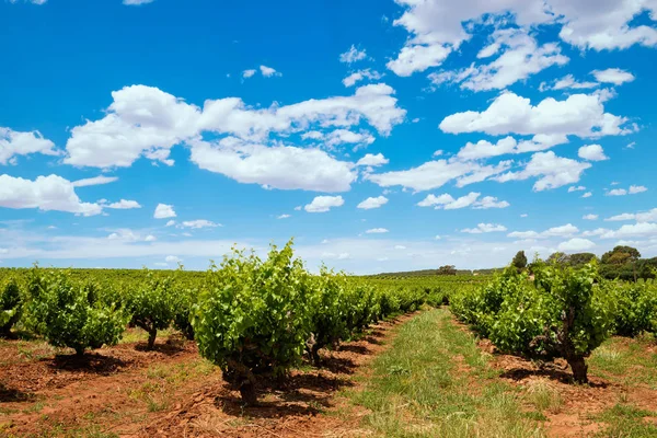 Wijngaarden rijen met blauwe lucht — Stockfoto