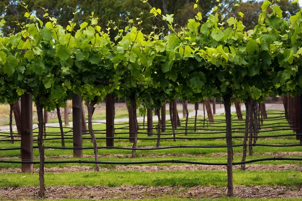 Wijngaarden rijen — Stockfoto