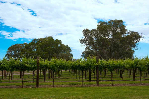 Vineyards rows with blue sky and trees on background in spring t Stock Photo