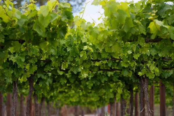 Closeup leaves of grapes — Stock Photo, Image