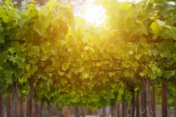 Üzüm asma yaprağı ile yaz veya bahar sezonu