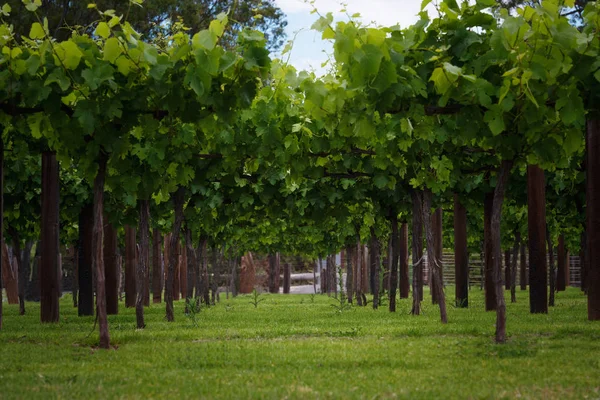 Wijngaarden rijen in de lentetijd — Stockfoto