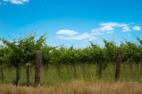 Wijngaarden rij met blauwe lucht — Stockfoto