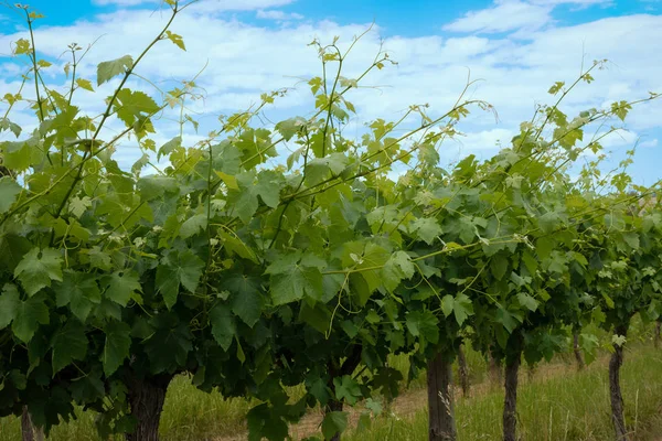Wijngaarden rij met blauwe lucht in de lentetijd — Stockfoto