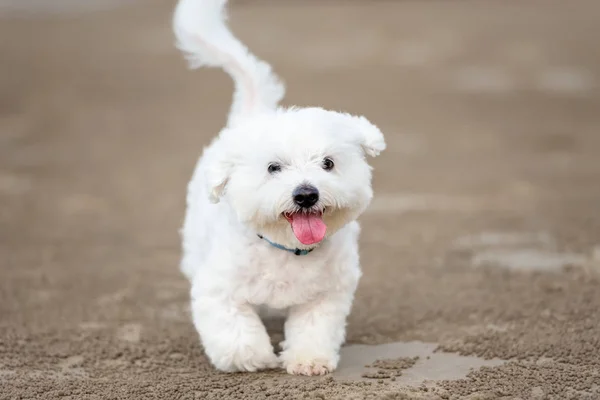 Chien maltais courant à l'extérieur — Photo