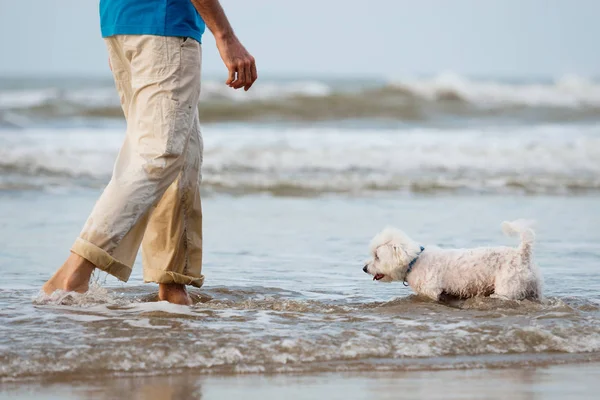 Perro maltés paseando en el agua con su dueño. Hombre manos y piernas . — Foto de Stock