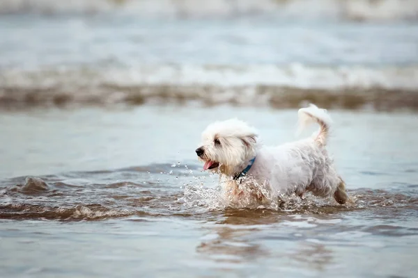 Malta köpek suda çalışan