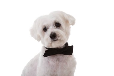 Fiyonk, izole şirin Malta köpek stüdyo çekim