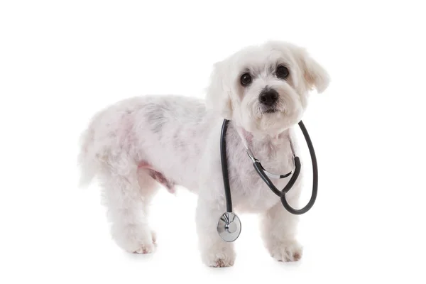 Maltese dog with a stethoscope on his neck, isolated — Stock Photo, Image