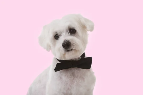 Schattige maltese hond in strikje op roze achtergrond — Stockfoto