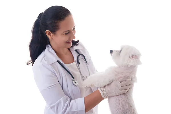 Veterinario examinando un lindo perro maltés, aislado — Foto de Stock