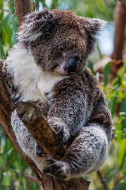 Ağaçta sevimli bir koala