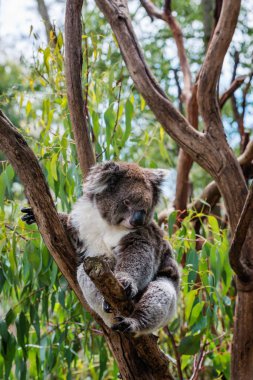 A cute koala clipart