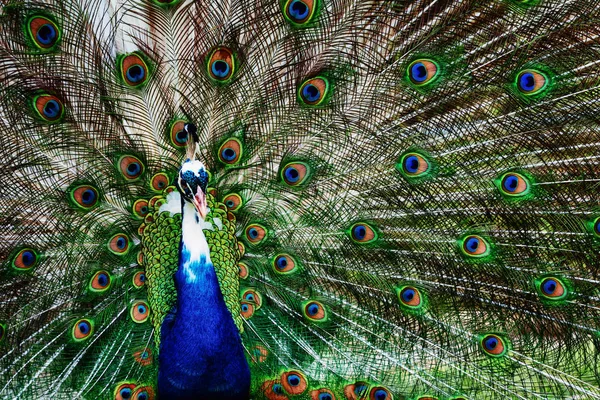 Peacock showing off his bright tail — Stock Photo, Image