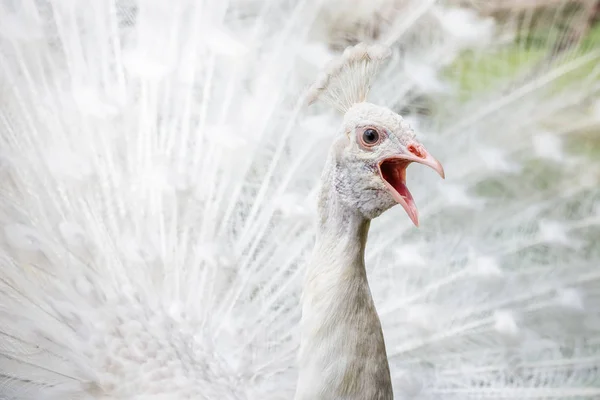 White peacock showing off his open   tail — Stock Photo, Image