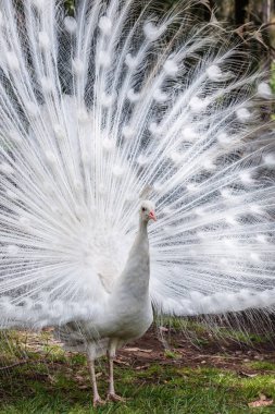 Onun kuyruğunu gösterilen beyaz tavus kuşu