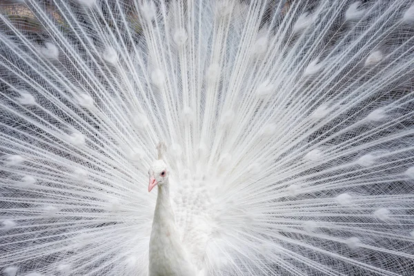 White peacock showing off his open tail — Stock Photo, Image