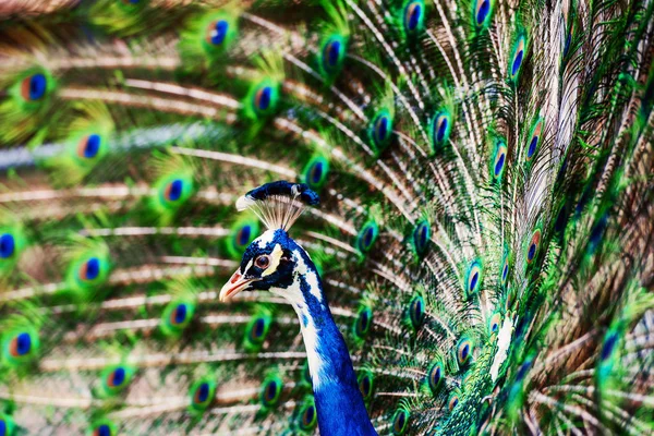 Peacock showing off his bright tail — Stock Photo, Image