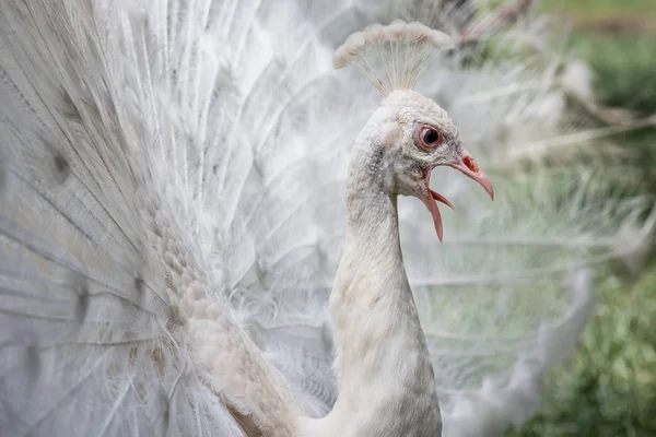 White peacock showing off his tail — Stock Photo, Image