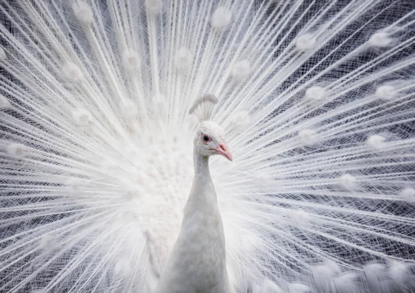 White peacock showing off his tail — Stock Photo, Image