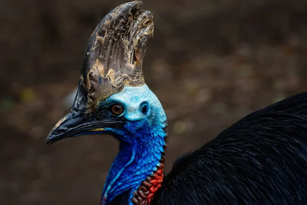 Cassowary bird close up face — Stock Photo, Image