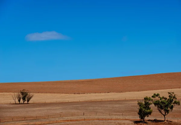 Campo arato con alberi — Foto Stock