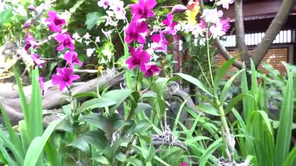 Krásný Světle Fialový Phalaenopsis Květiny Přírodním Pozadím — Stock video