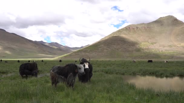 チベット 中国の山と谷の国内ヤクの牧草地 — ストック動画