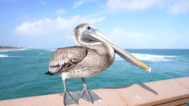 大西洋 フロリダの桟橋のフェンスに座っている野生のペリカン — ストック動画