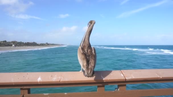 Divoký Pelikán Sedící Plotě Mola Zezadu Atlantského Oceánu Florida — Stock video