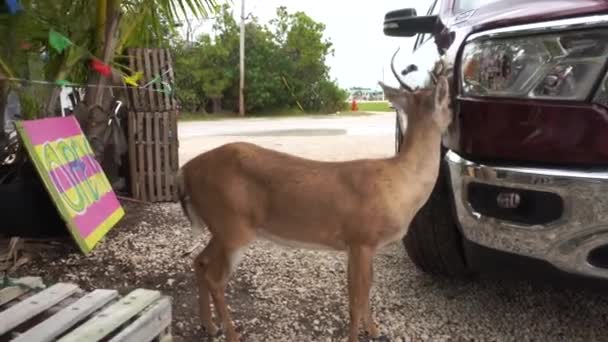 Wild Florida Key Deer Dicht Bij Auto Winkel Usa — Stockvideo